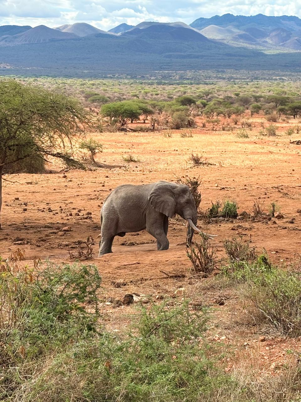 Amboseli National Park