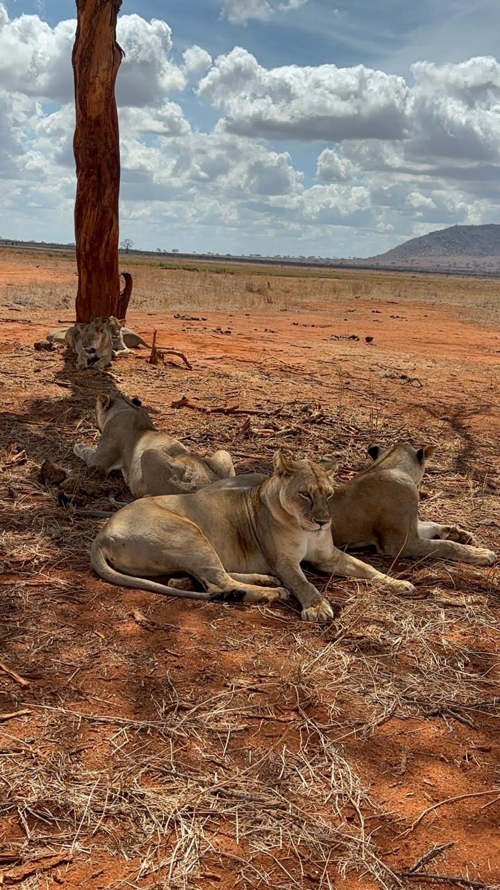 Full Day Tsavo Game Drives