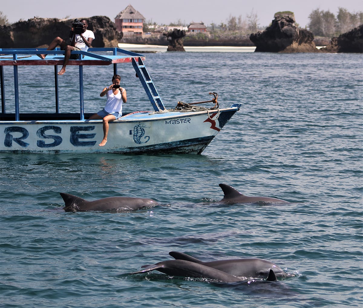 Sailing in Search of Dolphins